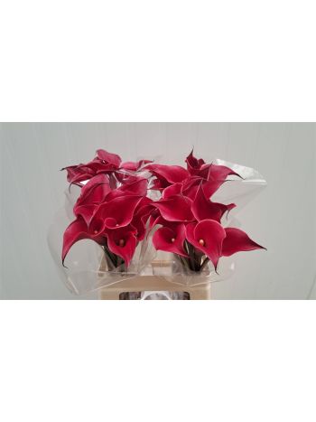 ZANT RED CHARM 60CM