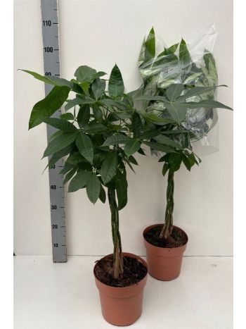 PACHIRA AQUATICA