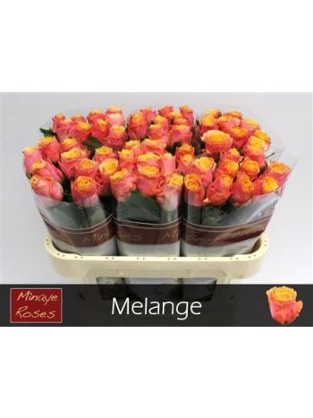 R GR MELANGE 70CM