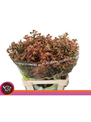 LIM SIN INCA DIAMOND 70CM
