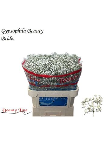 GYPS PA BEAUTY BRIDE