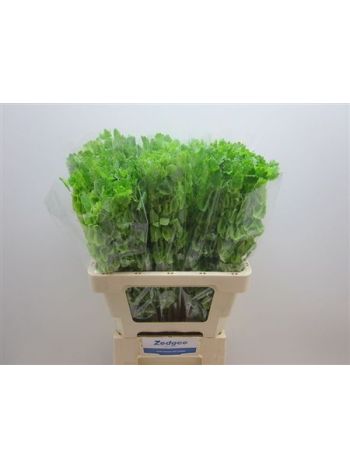 MOLUCCELLA STUK
