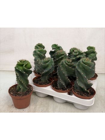 CEREUS CSAVART