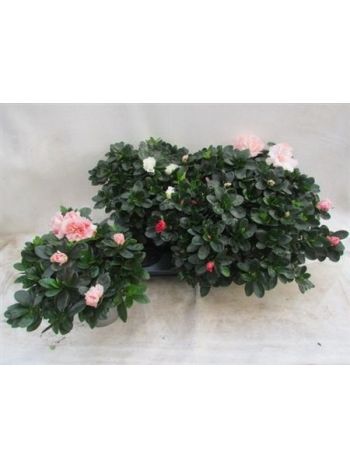 RHODO SI VOGEL GEM