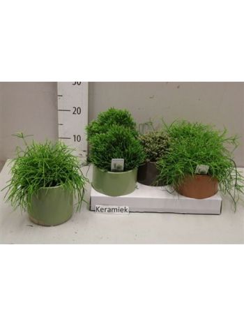 RHIPSALIS GEM KASPÓS