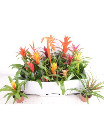 BROMELIA GEM