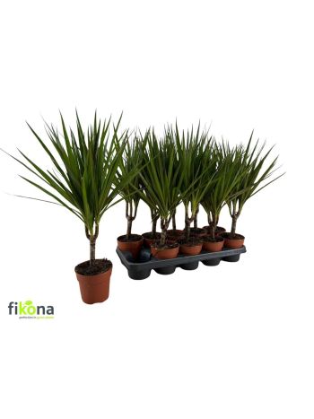 DRA MARGINATA