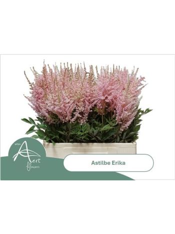 ASTIL AR ERIKA