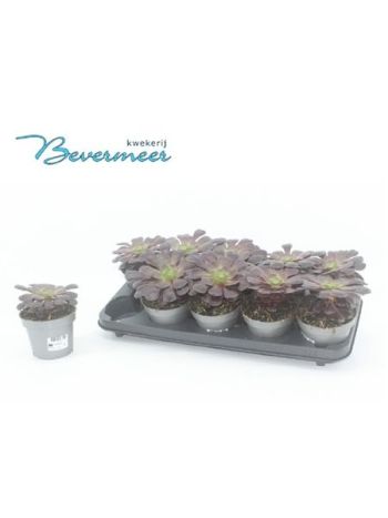 AEONIUM AB VELOURS