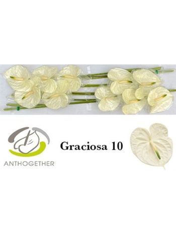 ANTH A GRACIOSA *10