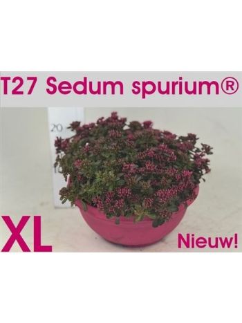 SEDUM SPU SPOT D ROS TÁL
