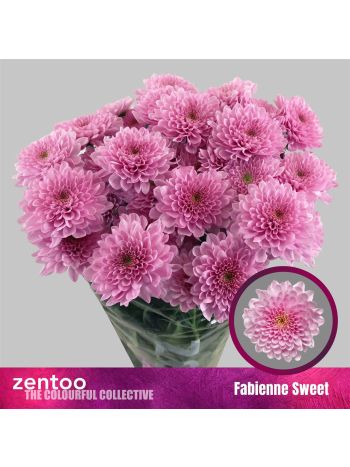 CHR T  SZ!! FABIENNE SWEET