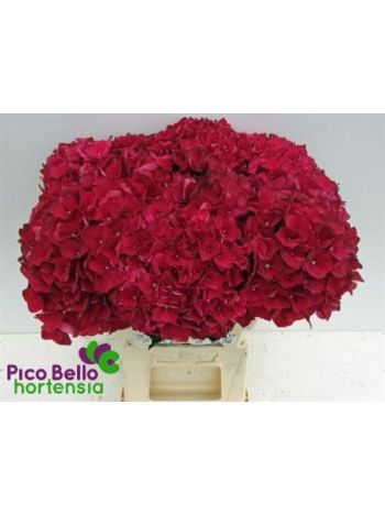 HYDR M MAG RUBYRED 60CM