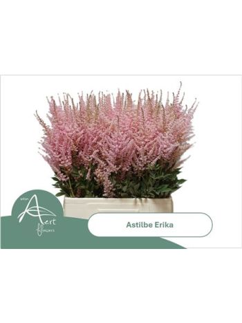 ASTIL AR ERIKA