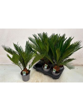 CYCAS REVOLUTA