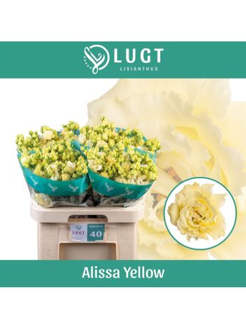 EUS G ALISSA YELLOW