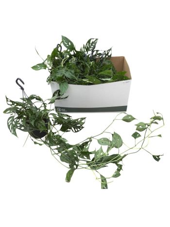 MONSTERA ADANSONII AKASZTÓS