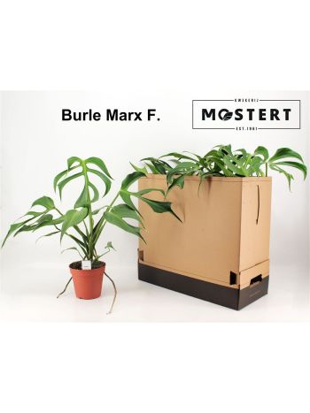 MONSTERA BURLE MARX F AKCIO