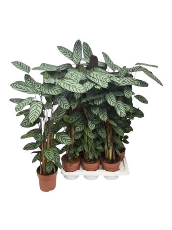 CTENANTHE COMPACTSTA