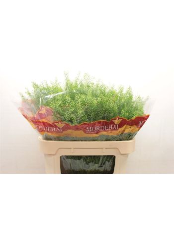 LEPIDIUM GREEN BELL