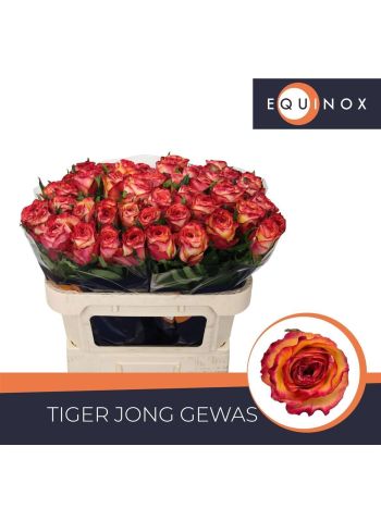 R GR TIGER 70CM