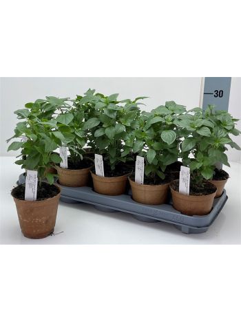 OCIMUM BASILICUM