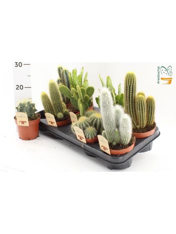CACTUS GEM *9