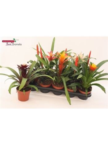 BROMELIA GEM