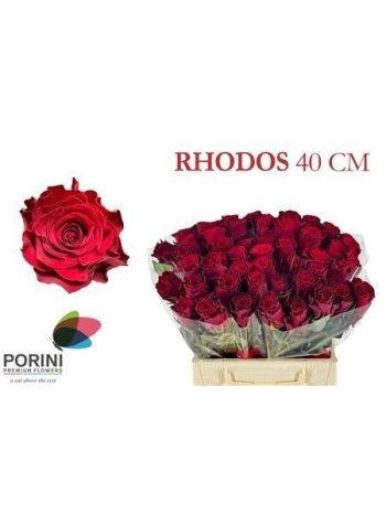 R GR RHODOS 60CM