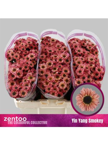 CHR SAN  YI YAN SMOKEY