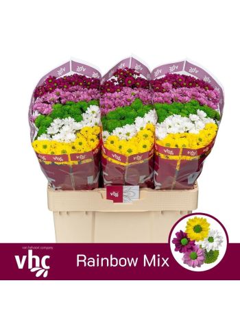 CHR SAN GEM - RAINBOW