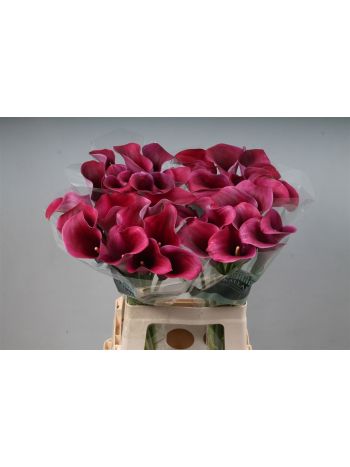 ZANT CAPT PROMISE 65CM