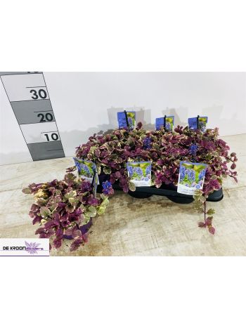 AJUGA R BURGUNDY