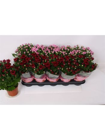 CHRYS PINK MIX