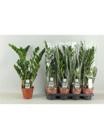 ZAMIOCULCAS ZAMIIFOL