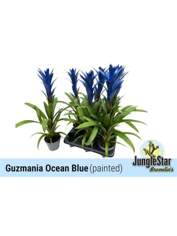 GUZM OCEAN BLUE AKCIO