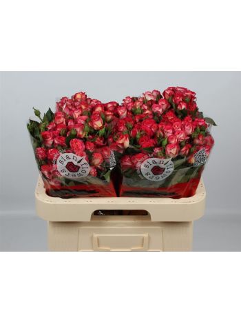 R TR SUMMER DANCE 60CM