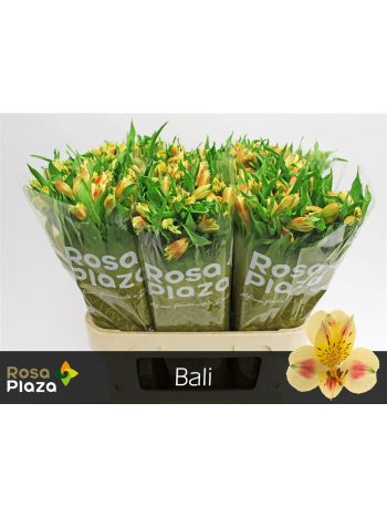 ALST BALI