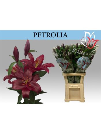 LI OR PETROLIA