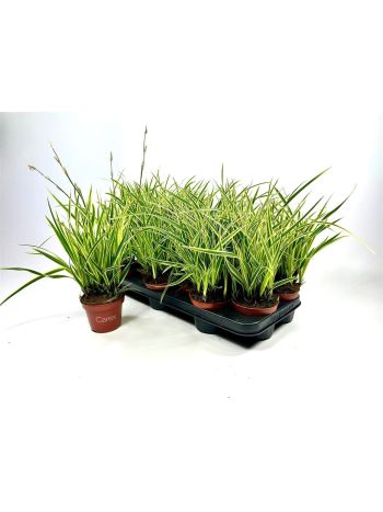CARE MORROWII
