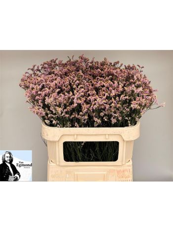 LIM SIN ANOU DIAMOND 75CM