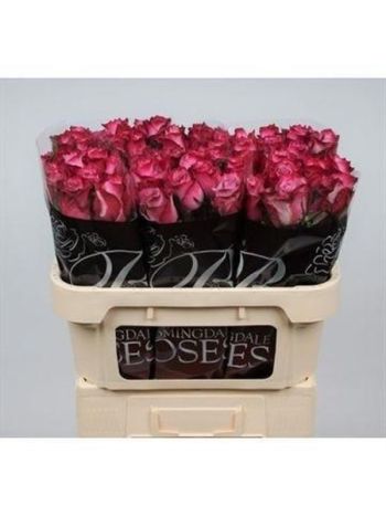 R GR DEEP PURPLE 70CM