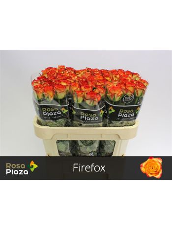R GR FIREFOX 70CM