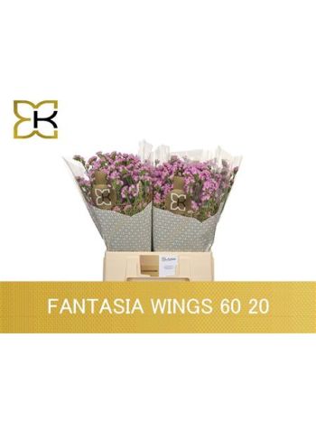 LIM S FANTASIA WINGS 60CM