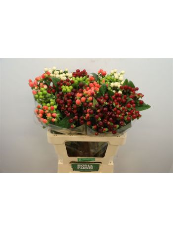 HYP MAG GEM IN BOS 60CM
