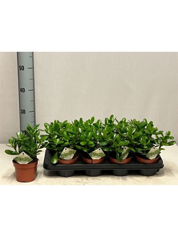 CRASS OVATA