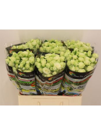 R TR GREEN GLOW 60CM