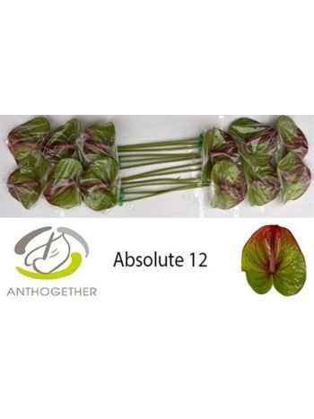 ANTH A ABSOLUTE *12