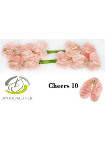 ANTH A CHEERS *10