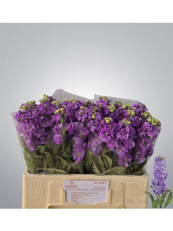 MATTH IMPALA LAVENDE